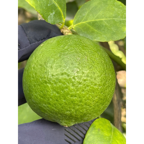 LEMON