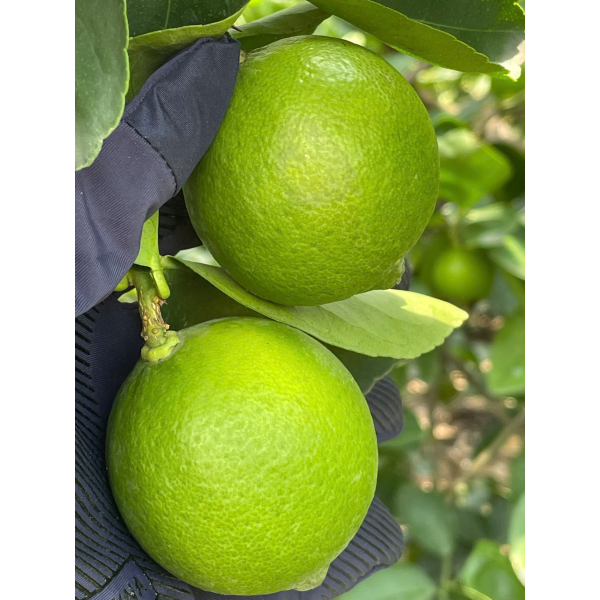 LEMON