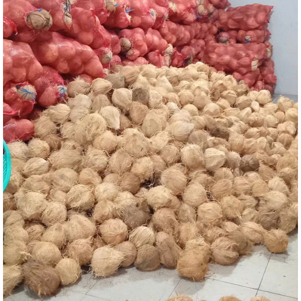 Coconut Export
