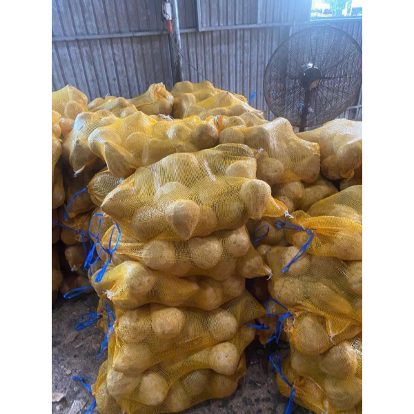 Coconut Export