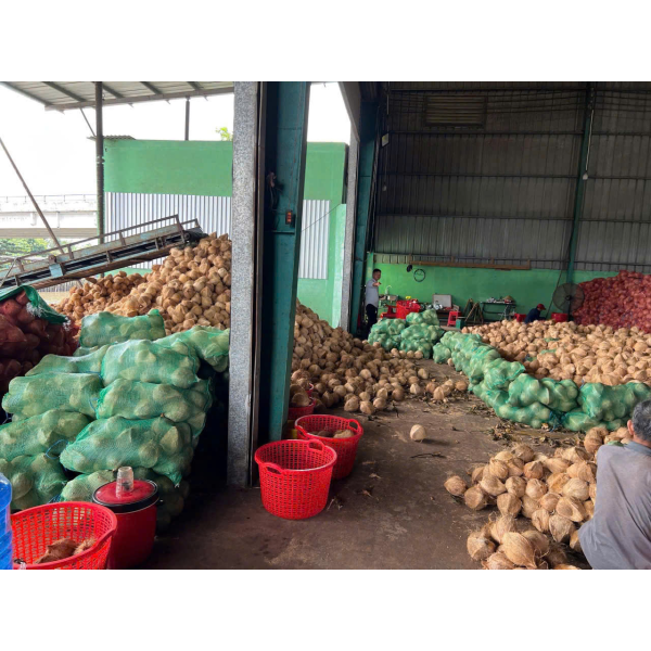 Coconut Export