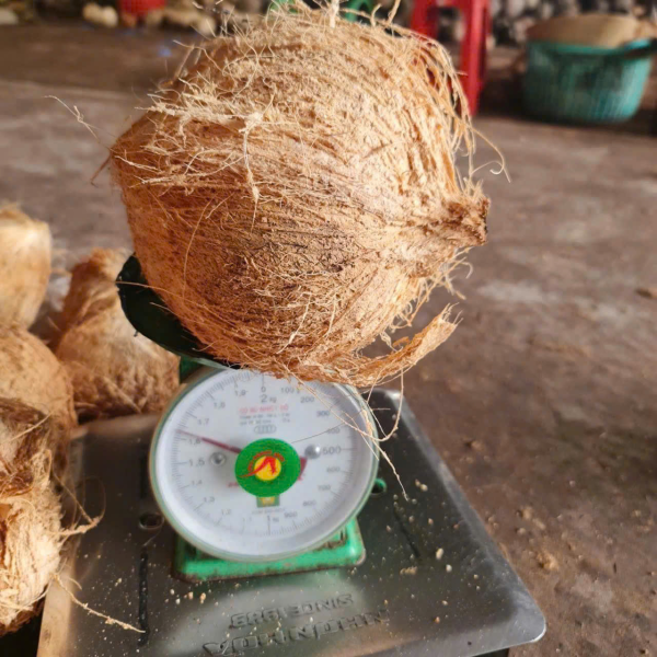 Coconut Export