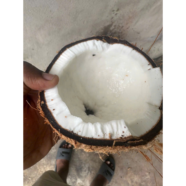 Coconut Export