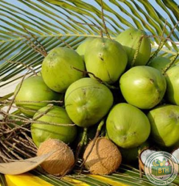 Coconut Export