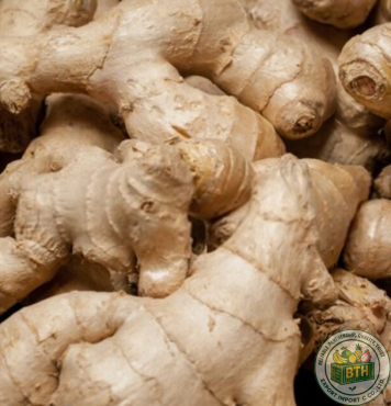 Ginger Export