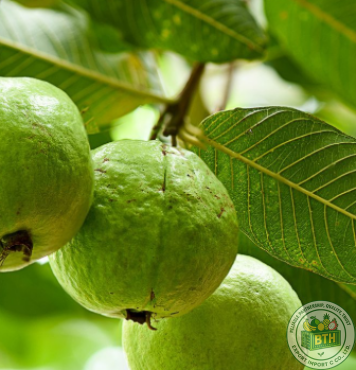 Guava Export