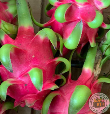 Dragon Fruit Export