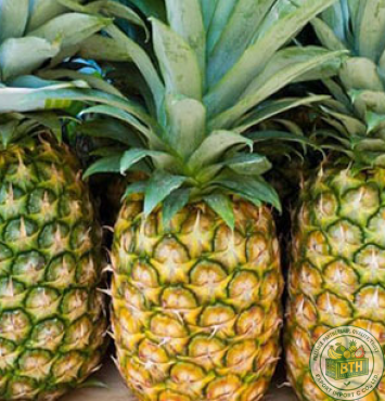  Pineapple Export