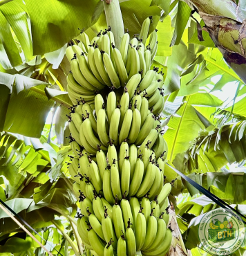 BANANAS