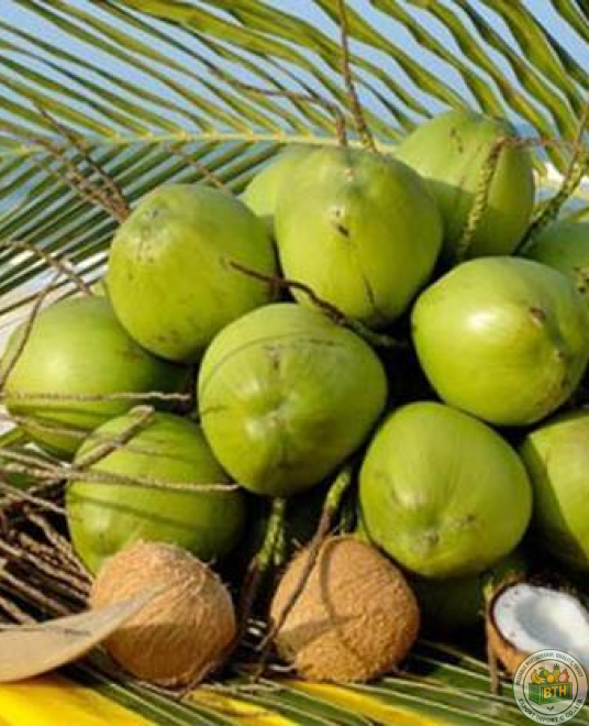 Coconut Export