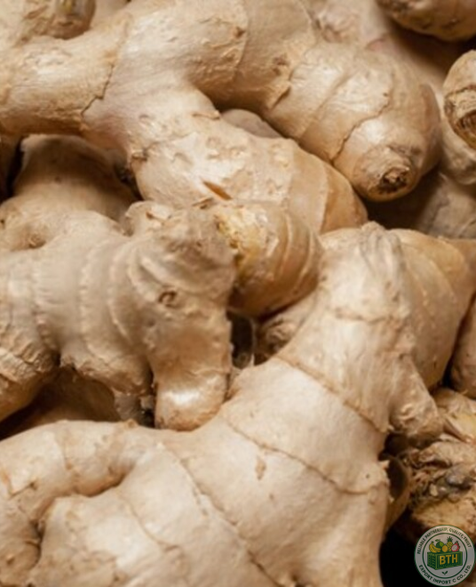 Ginger Export