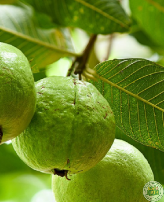 Guava Export