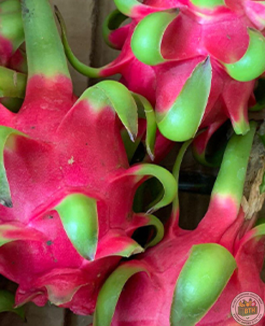 Dragon Fruit Export