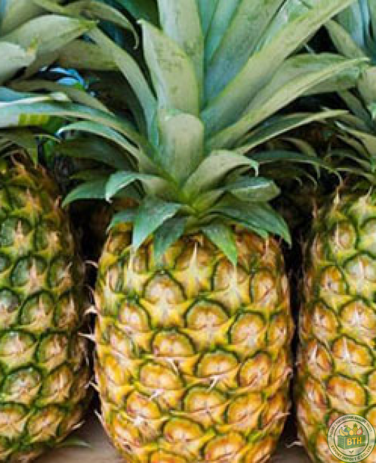  Pineapple Export