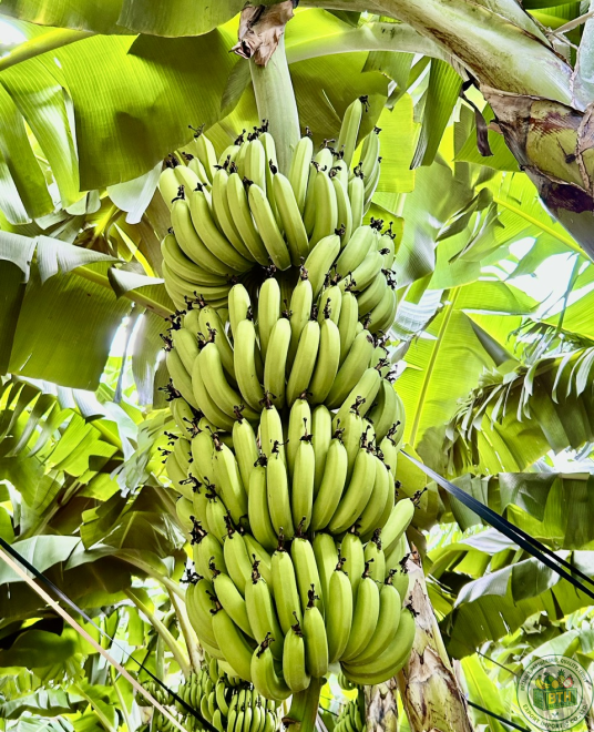 BANANAS