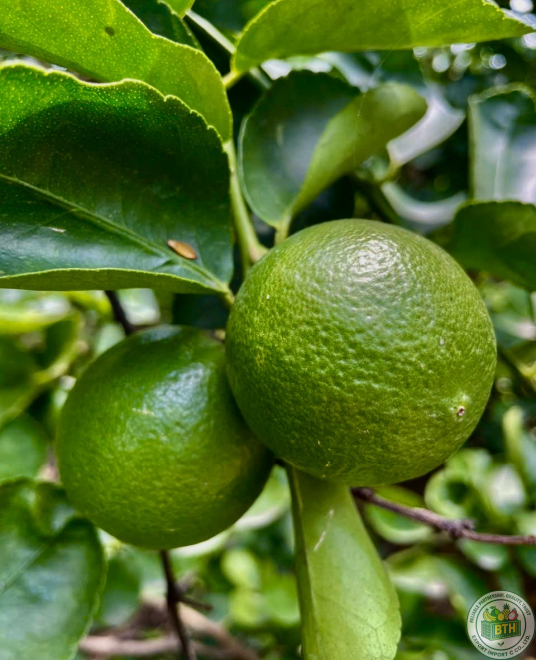 LEMON